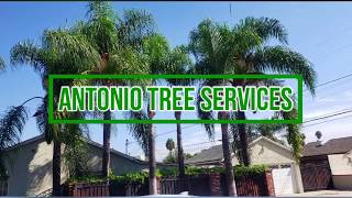 antonio-tree services