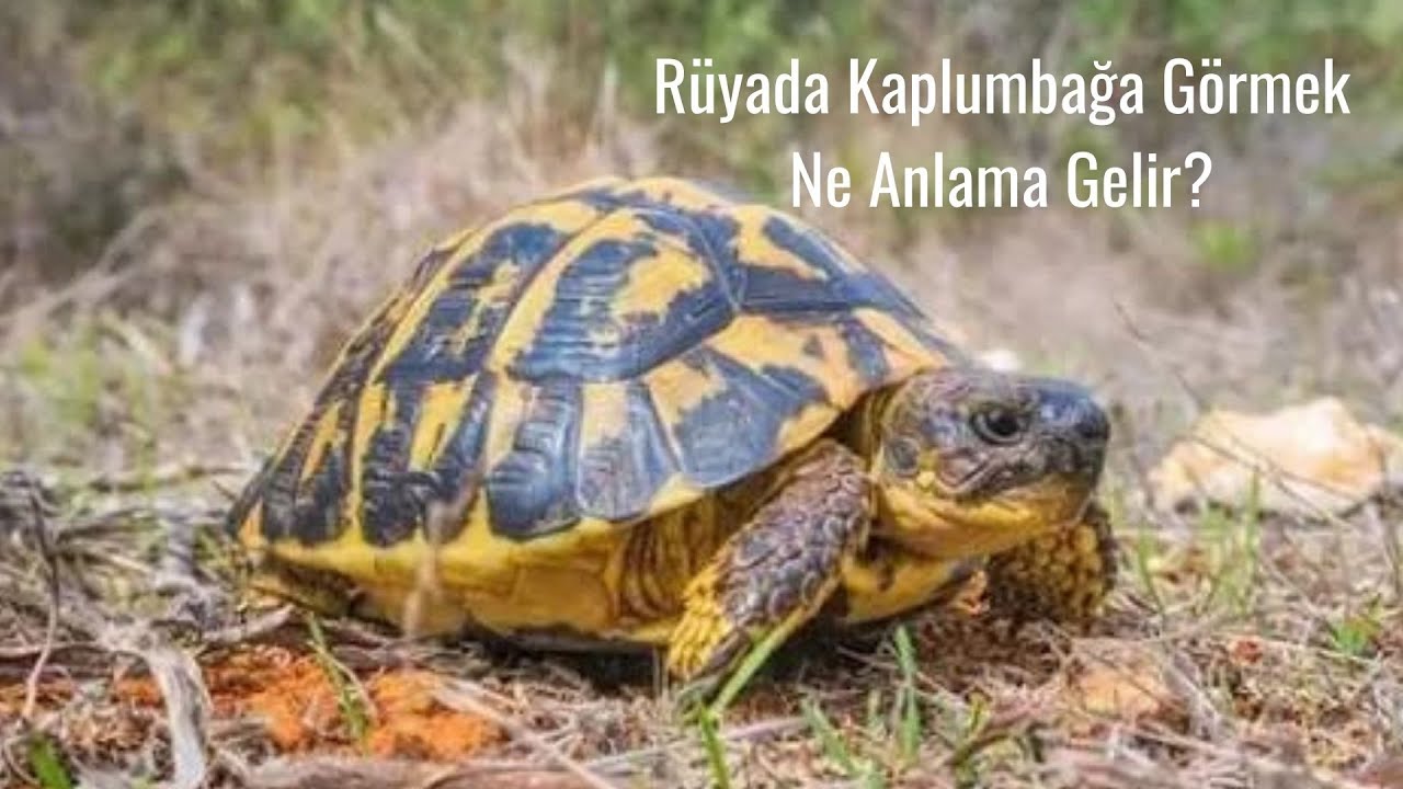 Rüyada Kaplumbağa Görmek Ne Manaya Gelmektedir