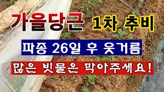 [텃밭농부 2,068}  가을당근 파종 26일 후 1차 웃거름 주는 방법! #당근재배
