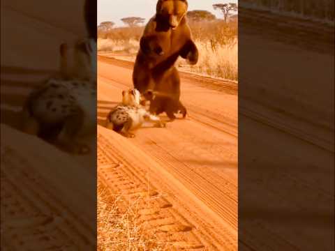 Hyena And Bear 🐻 Moon Funny #funny #funnyvideo #sadhu #hyena #bear