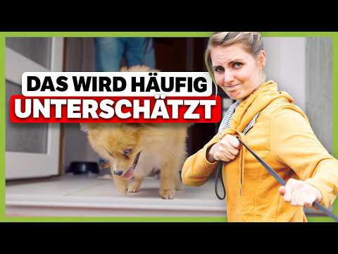 Warum dein Hund draußen NICHT hört – Das ist der Grund!
