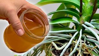 Stop Buying Fertilizer! This DIY Mix Makes Orchid Roots Explode in Days ✨