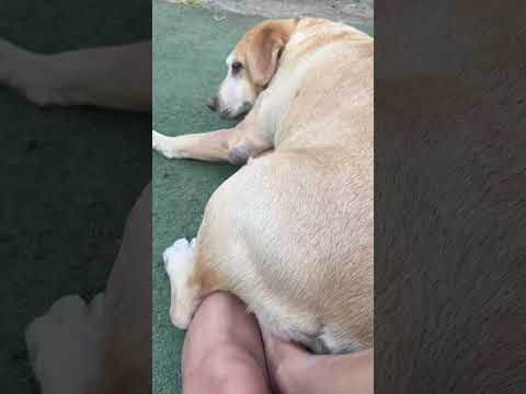 เล่นกับยายแต่เช้าเลย #รักหมา #หมาน่ารัก #ทาสหมา #reelsviralシfb #คลิปReels #reelsfb #reelsfacebook #f