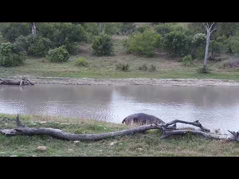 Djuma: Hippo marking, barrell rolls and then active in water - 16:52 - 10/10/2023