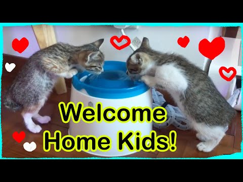 I adopted two kittens: Kittens First Day Home