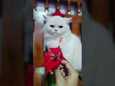 @Shaji official🥰my cat liyan😻✨#catlover😇