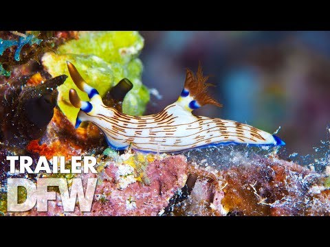 afbeelding Wonders of the Sea 3D