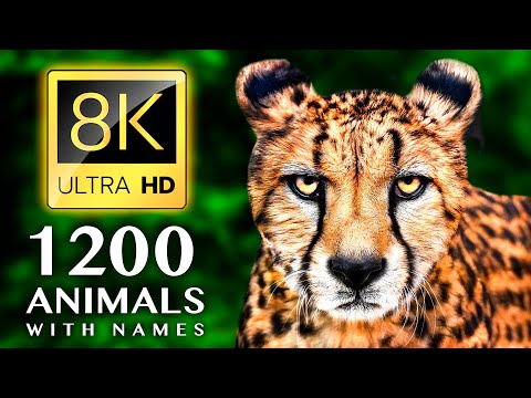 Discover the Fascinating World of Animals: Names and Sounds in 8K ULTRA HD