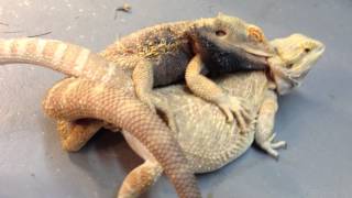 Bearded Dragons Mating 3