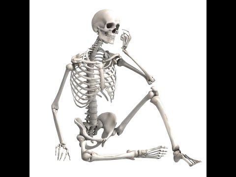 Скелет человека.