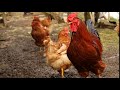Video 4k 8k Coq Et Poules Mangent De La Nourriture Video 4k 8k