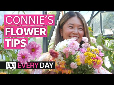 Here are seven beautiful cut flowers to start growing in spring | ABC Australia