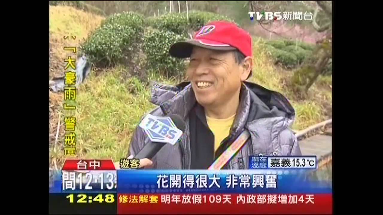 探武陵密境！　走15分山路進粉紅茶園