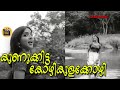 കുണുക്കിട്ട കോഴികുളക്കോഴി Kunukkitta Kozhi Malayalam