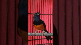 Download lagu suara burung murai batu PAGI HARI BONGKAR MATERI mp3