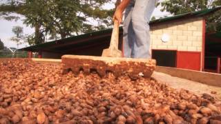 Läderach - Coca Bean Cultivation