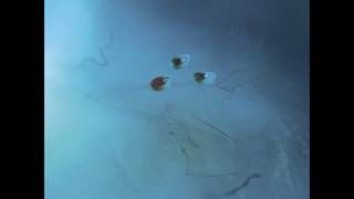 PURLING HISS - TEDDY'S SERVO MOTORS