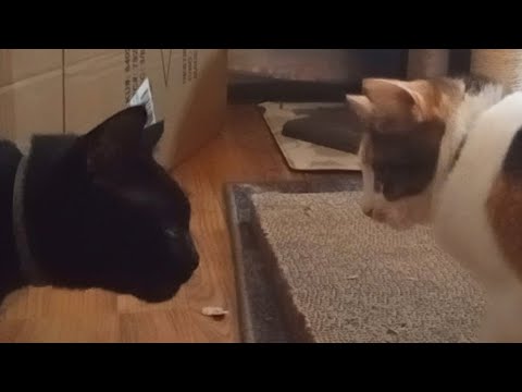 Black Cat being a Jerk to Girls Tortoiseshell and Calico Cat