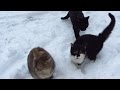 Cats Walking On The Snow February 25 2016