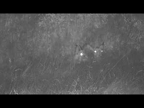 Djuma: Two Impalas resting in the high grass on Open Area - 04:27 - 05/24/2022