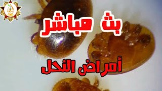 أمراض النحل في شهر نوفمبر