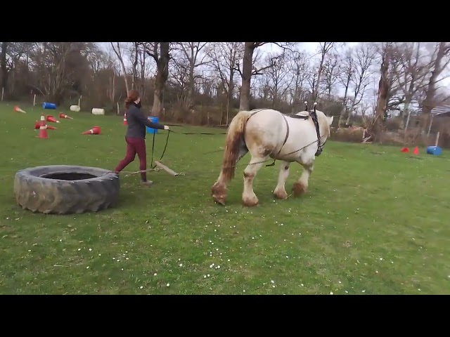 Semental Percheron En venta 2017 Tordo por vasco de theuret