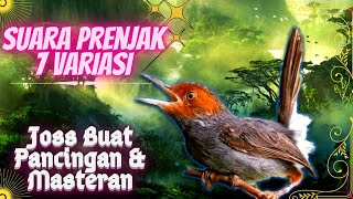 Download lagu Prenjak Gacor Full Isian || 7 Variasi Suara Prenjak Klawu Kepala Merah mp3