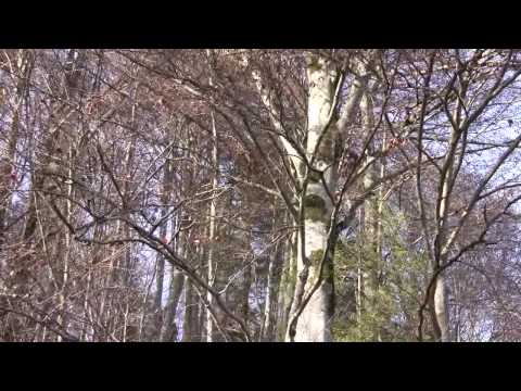 Tarcau Area - Neamt County