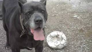 cane corso gemma vs argo