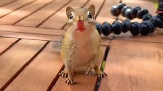 Chipmunks Eat Fruit And Their Lips Change Color