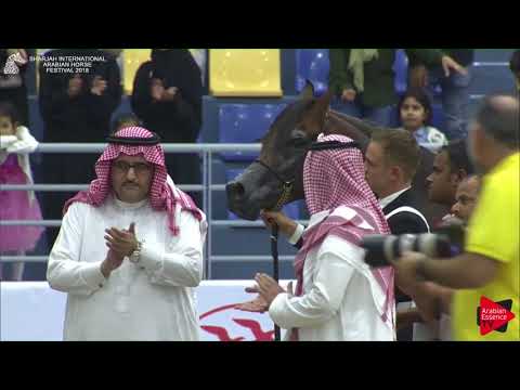 N.177 GABEL ATHBAH - GOLD - Colts Championship