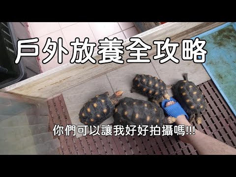 陸龜養陽台
