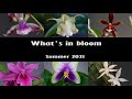 What S In Bloom Orchids Summer 2021