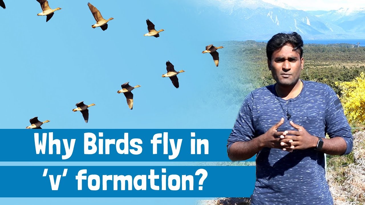 Why birds fly in V shape?
