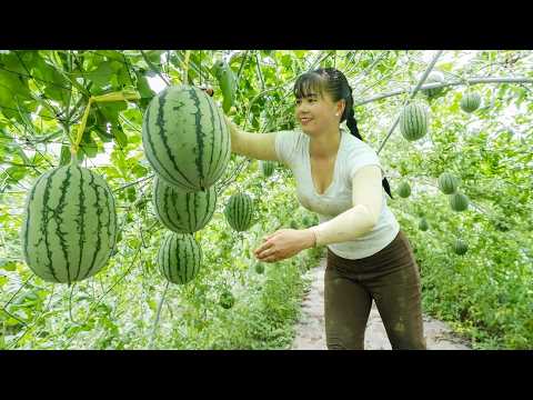 Harvesting Lots Of Watermelons, Use 3-Wheeled Truck Transport Many Watermelon Go To Market Sell