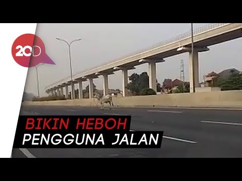 Watch lagu Images Videos Detik News Jagorawi, Watch Images Detik News Jagorawi free Watchn, video klip Detik News Jagorawi