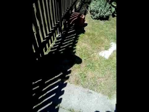 26 rally rzeszow 2017 dzwon blisko kamery.