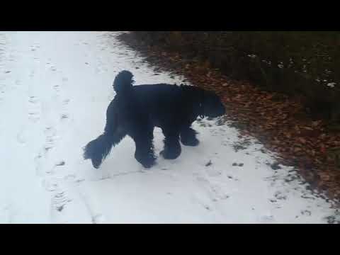 Video z hlídání pejsků