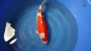 video van Nidan Kohaku 2306022