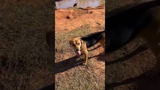 Video preview image #1 Beagle Puppy For Sale in Valrico, FL, USA