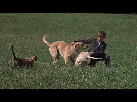 The Incredible Journey