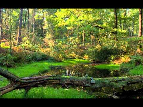 Bárdos Lajos - Csillagvirág