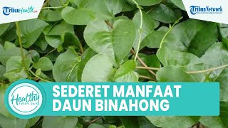 Sederet Manfaat Daun Binahong untuk Kesehatan, Obat Herbal yang Bisa Atasi Batuk hingga Ambeien