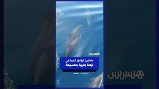 دلافين ترافق قاربا في نزهة بحرية بالحسيمة thumbnail