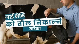 गाई भैसि को तौल निकाल्ने तरिका !! #drbhat #cow  #buffalo  #farming