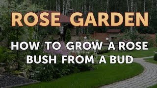 How to Grow a Rose Bush From a Bud