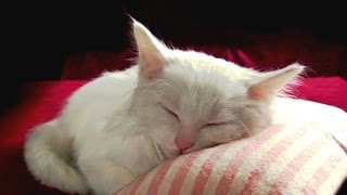 Смотреть онлайн Колыбельная «Котик спит у ног» Елены Светловой