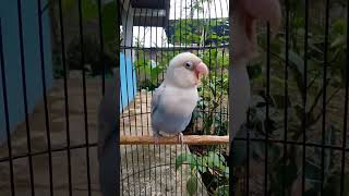 Download lagu Lovebird konslet gaya unik mp3