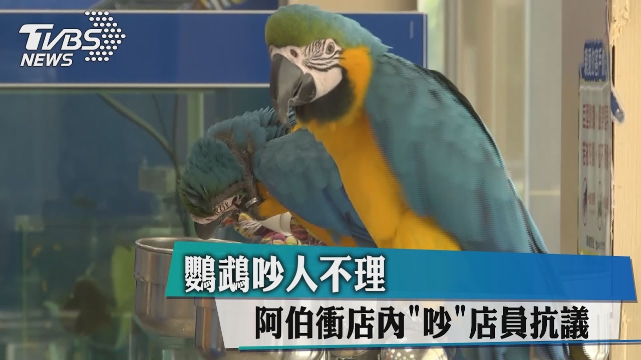 鸚鵡吵人不理 阿伯衝店內「吵」店員抗議