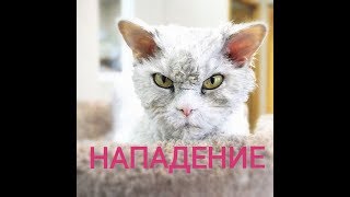 ЖЕСТОКОЕ НАПАДЕНИЕ КОТА! Смешная подборка с котиками (Funny cats)